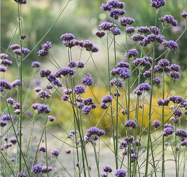 Železník argentínsky (Verbena bonariensis) _1